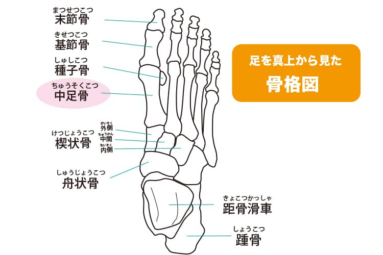 外反母趾と足の骨格